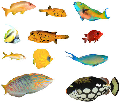 Tropical reef fish isolated on white background. Snapper, boxfish, Parrotfish, Bannerfish, Squirrelfish, Goatfish, Wrasse, Triggerfish    