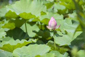 Blooming pink lotus