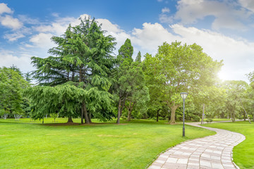 Green green forest in the park