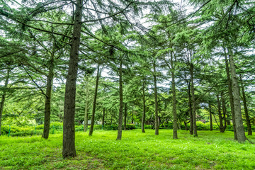 Green green forest in the park