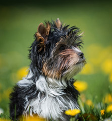 Biewer Yorkshire Terrier puppy