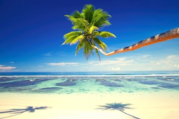 Obraz na płótnie Canvas Coconut tree at a tropical beach on Samoa