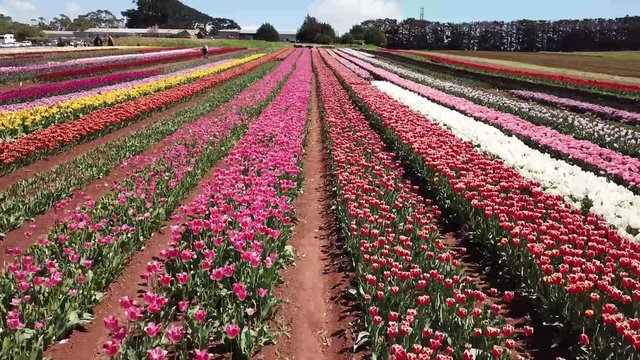 tulip-farm-images-browse-747-stock-photos-vectors-and-video
