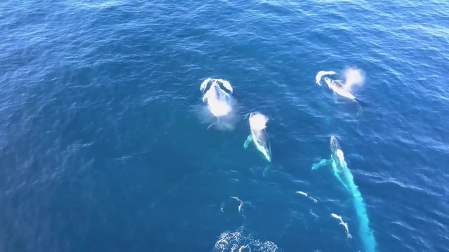Aerial: 5 Beautiful Humpback Whales, Australia