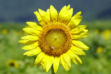 one sunflower closeup view