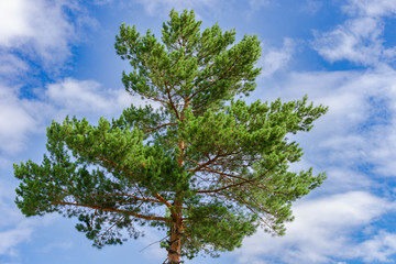 green tree against the sky