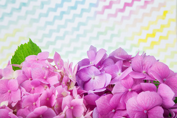 pink and purple hydrangea on light colored background with backlight