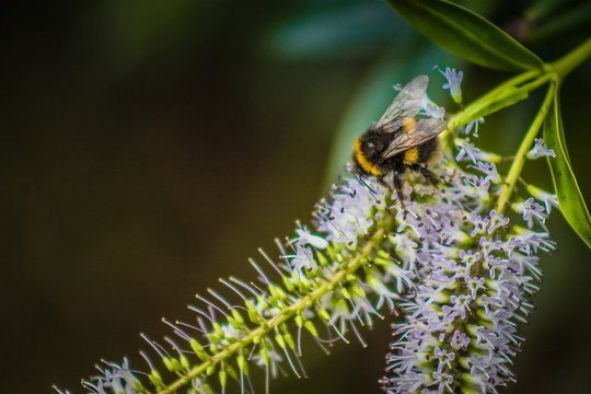 Close up image of a bumblebee on a hebe flower with copy space.