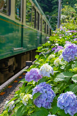 江ノ電とあじさい
