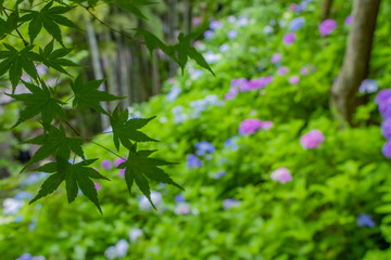 鎌倉長谷寺のあじさい