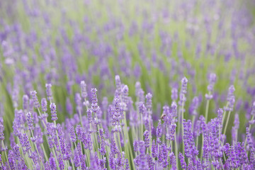 Fototapeta na wymiar Sunset over a summer lavender field, looks like in Provence, France. Beautiful image of lavender field over summer evening light.