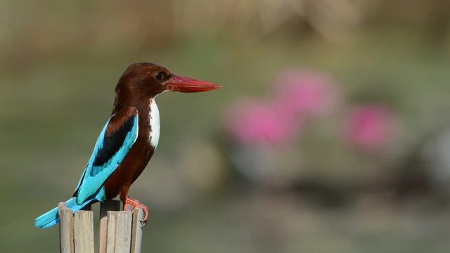 Bird kingfisher living by the pond, hd video. Kingfisher bird perching on bamboo pole looking for food  with blurred pink lotus in background, close up side view.