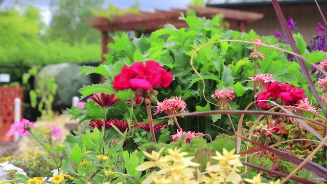 pan left across geraniums in park