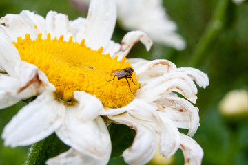 Chamomile