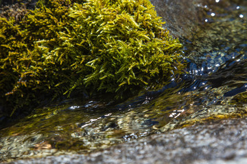 Mountain stream close up. The flow of water among the stones covered with moss