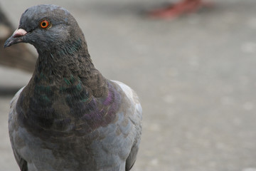 Pigeon at the beach