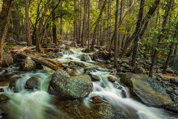 Wooded river in Yosemite National Park