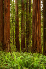 Redwoods National Park
