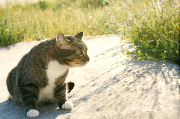 the cat walks in the sun for a walk