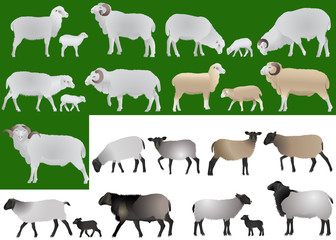 Collection of farm animals - sheeps, rams and lambs