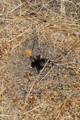 Entrance of Anthill in a Wheat Field