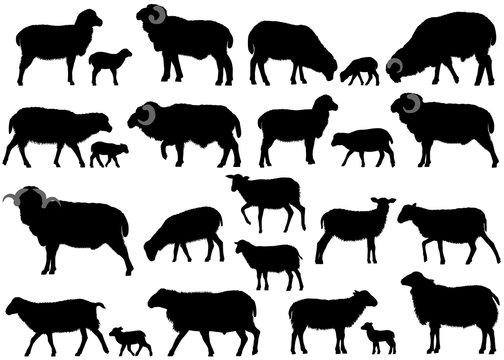 Collection of silhouettes of sheeps, rams and lambs