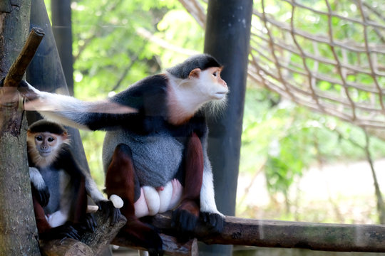 Red-shanked douc wildlife reserve in thailand