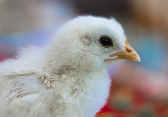 Chick
