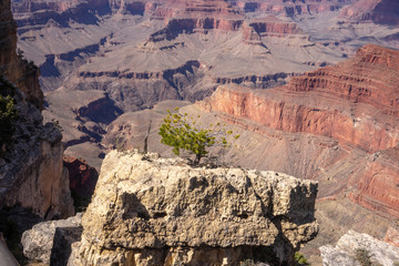 Tree on rock, Grand Canyon