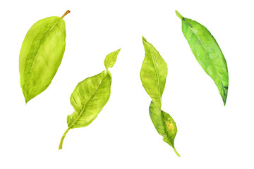 Watercolor green leaves on white background