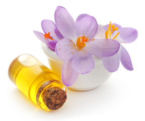 Saffron crocus flower with extract