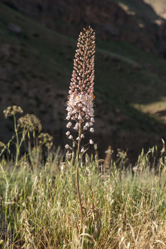 Eremurus persicus in Tandooreh National Park, Khorasan, Iran