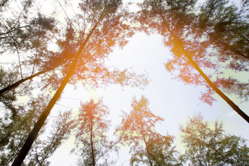 Fototapeta premium Top of Pine with autumn orange color effect on the sky for holiday on the beach.
