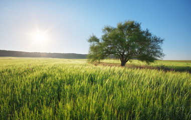 Green meadow and tree.