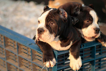 Black and white American Bully puppy standing