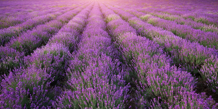Meadow of lavender texture.