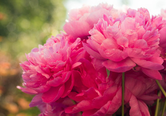 Obraz premium peonies, summer vacation, garden, flowers, pink, ecology, natural