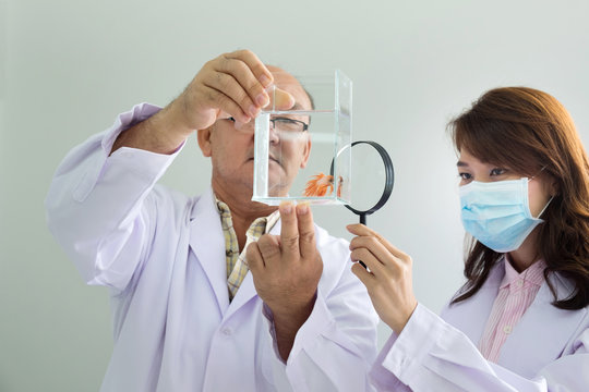 Male Doctor holding Fish tank and Female Doctor looking sick fish through Magnifying glass for Treat fish. Concept image Health pet.