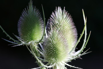 Detailaufnahme der Naturheilpflanze wilde Karde