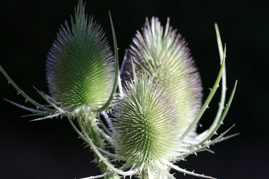 Detailaufnahme der Naturheilpflanze wilde Karde