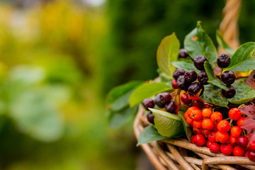 crop of berries and fruits in a basket isolated on nature background.Copy space.Selective focus.Still life with a bouquet of wild berries in wickler basket.Hello autumn