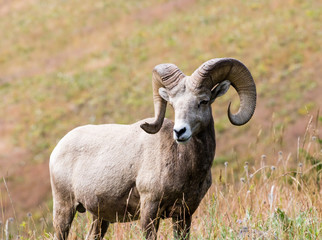 Fototapeta premium American bighorn sheep on a meadow in Montana, USA