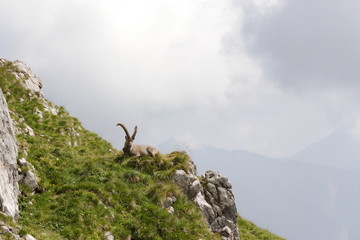 Alpensteinbock im Gebirge