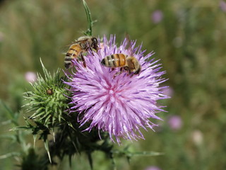 ape su fiore