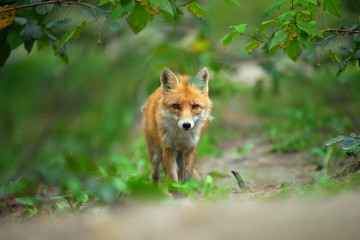 Naklejka na ściany i meble Portrait of a red fox (Vulpes vulpes)