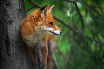 Portrait of a red fox (Vulpes vulpes)