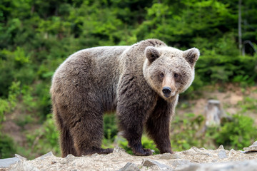 Fototapeta premium European brown bear in a forest landscape