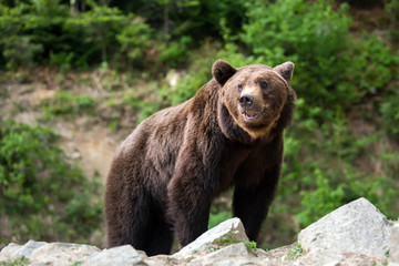 European brown bear in a forest landscape