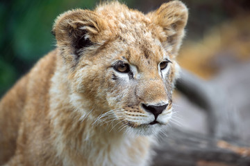 Young lion cub in the wild portrait