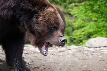 Naklejka na ściany i meble Brown bear (Ursus arctos) portrait in forest